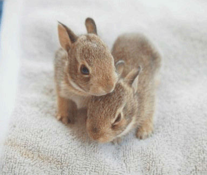 兔子怎么样 不能跟猫狗一起混养