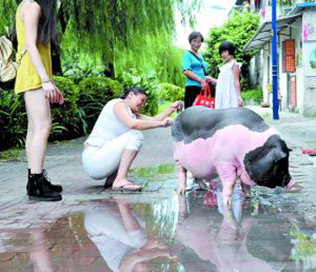 商家多用小土猪冒充香猪 当宠物“香猪”长到200斤……