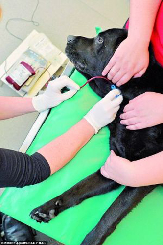 “最热血的汪星人”8年捐血26次 拯救104只小狗