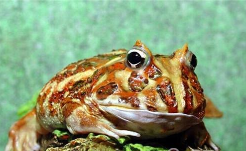 钟角蛙价格 教大家选购钟角蛙的小技巧