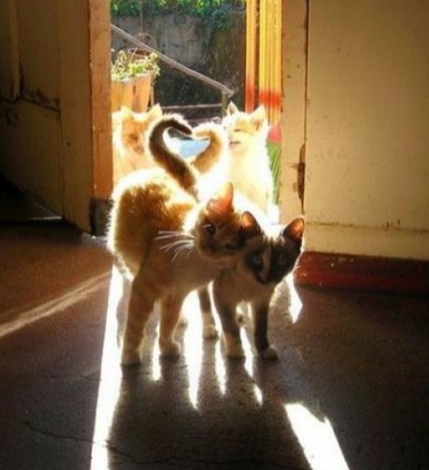 相亲相爱，永结同心，尾巴作证