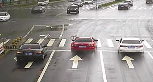 女子驾车撞一只狗赔1000元 宠物狗乱闯红灯该如何处置