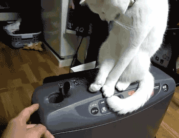 当无聊的主人遇上了有强迫症的猫咪