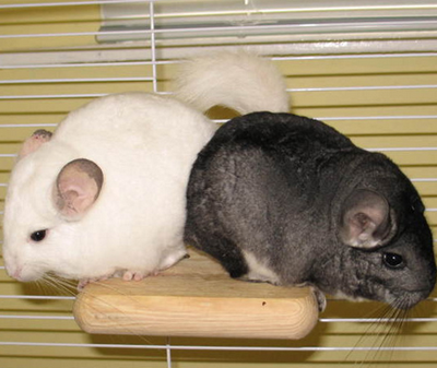  龙猫一天吃几顿 定时定量是最重要