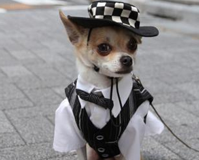 宠物吃的用的比人消费高 这给商家提供了很多契机