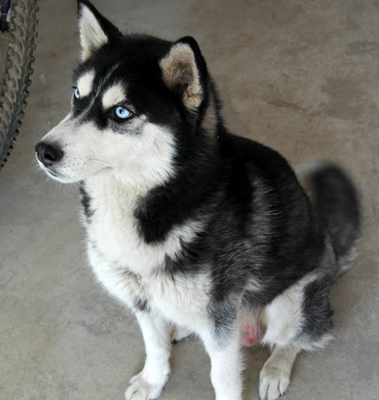 小男孩路边被宠物狗咬伤 民警妥善处置获好评