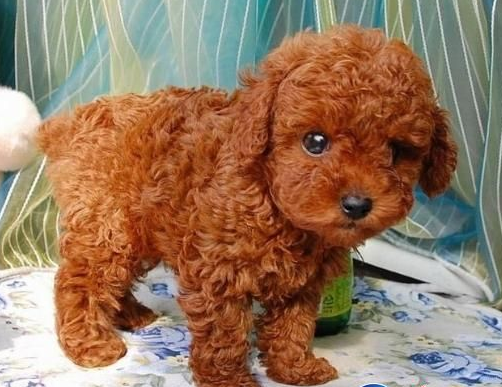 宠物狗被车撞死 主人讨精神抚慰金被驳