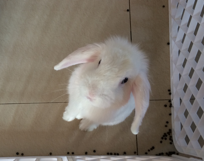 在家怎么养兔子 有异味的饲料不喂