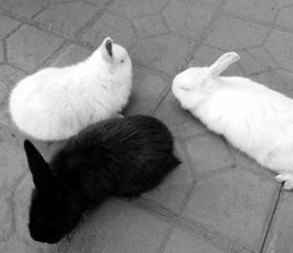 怎么分辨兔子雌雄 区分性别的方法