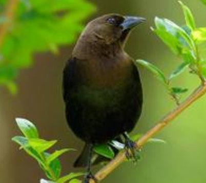 八哥鸟生病了怎么办 先弄清楚所患的疾病