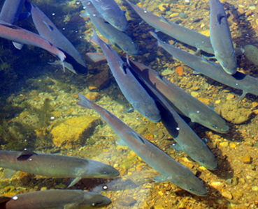  如何养冷水鱼 保障适宜的水温