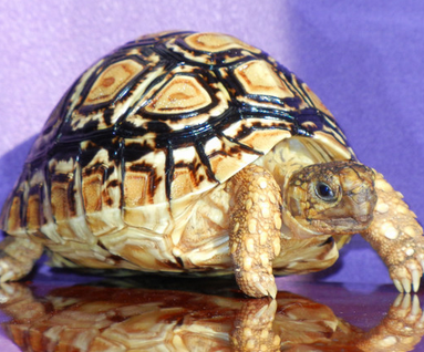 豹纹陆龟寿命 80年至100年的寿命