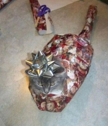 主人，你个二货