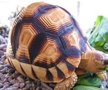 安哥洛卡陆龟价格 数量极少价格比较高