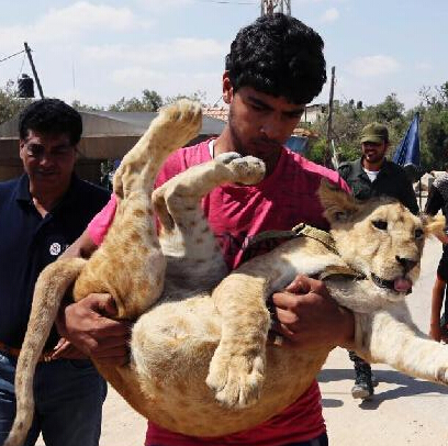加沙难民送走宠物小狮子 难舍难分上演心碎吻别