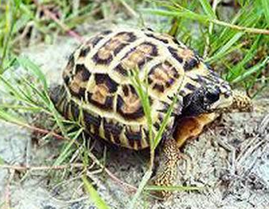 蛛网龟价格 是一种比较胆小的陆龟