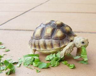 陆龟如何饲养 不同规格的陆龟隔离饲养