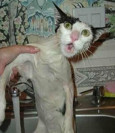 被逼迫洗澡的喵星人们