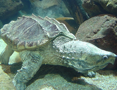 大鳄龟一年能长多大 温室催长比较快