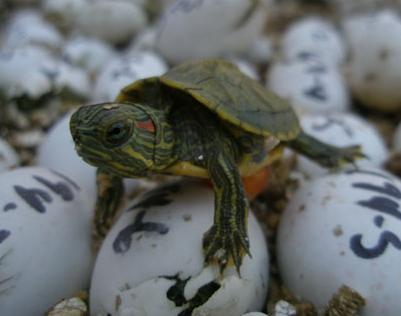 巴西红耳龟寿命 平均在35岁左右