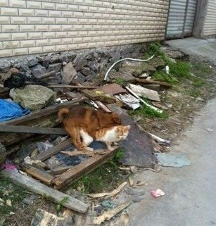 猫和狗不仅可以成为朋友，原来还可以
