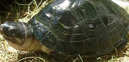 马来西亚巨龟