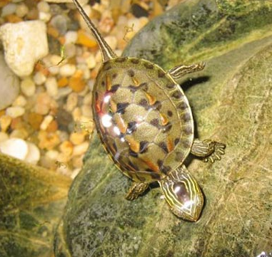 中华花龟的价格 是一种性情温顺的龟类