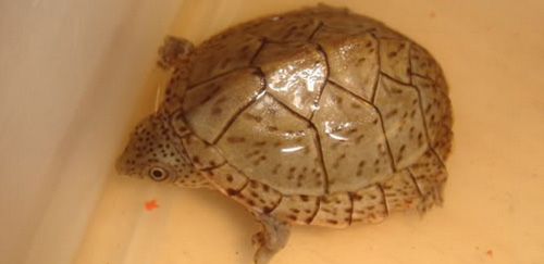 巨头麝香龟