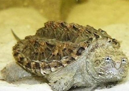 佛州拟鳄龟价格 水龟很容易发生腐皮