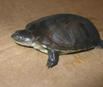 沼泽侧颈龟多少钱 它们生长较缓慢