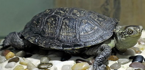欧洲泽龟