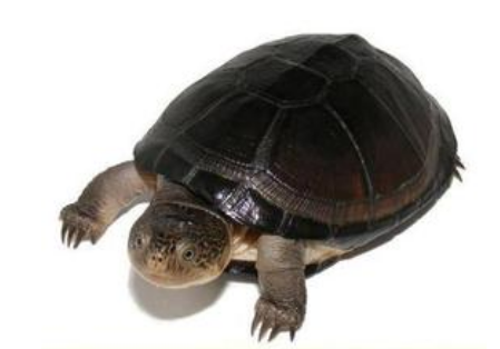 东非侧颈龟饲养 要注意不能把龟喂得过饱