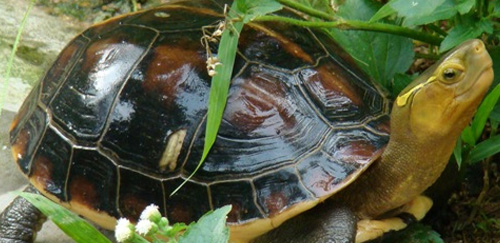 黄缘闭壳龟