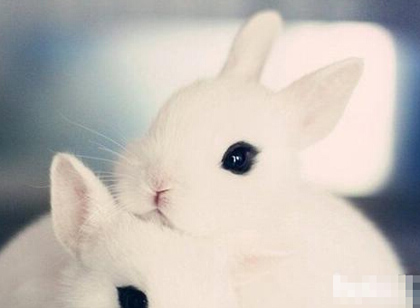 兔子不吃不喝怎么办 食物尽量不要单一