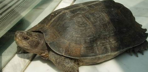 亚洲巨龟