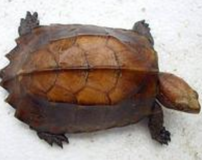 锯缘龟拉稀 观察龟的状态和排便情况