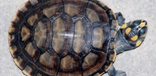 四眼斑水龟