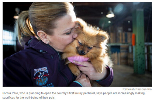 新西兰汉密尔顿豪华宠物酒店 宠物享受到顶级的服务