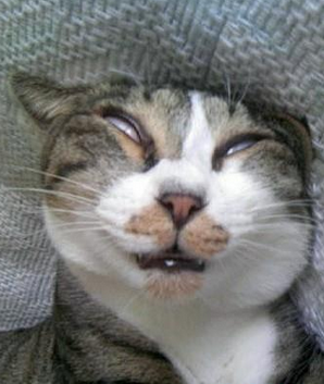 梦到妹纸就一副贱样