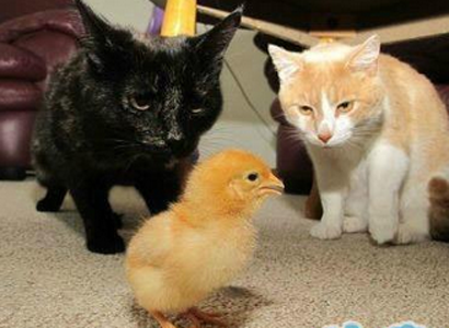 到底吃不吃啊？吃了主人会把我们赶出去吗