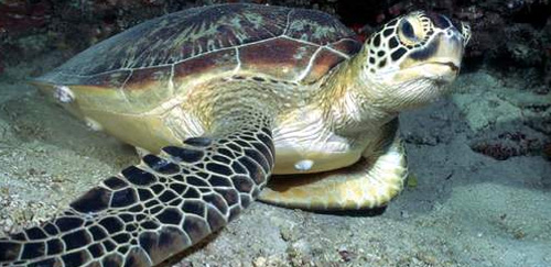 绿海龟