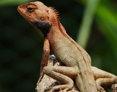 变色树蜥怎么养 一定需要稳定的环境