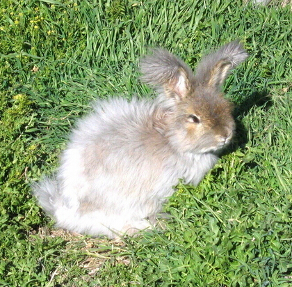 怎么跟兔子玩  兔兔喜欢被抚摸