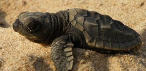 太平洋丽龟