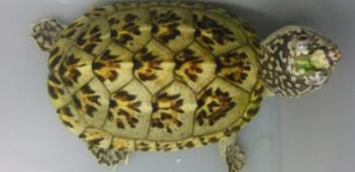 三弦巨型鹰嘴泥龟