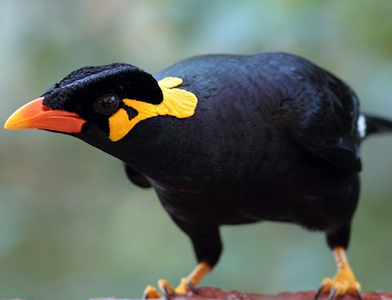 怎样训练鹩哥说话 鹩哥接受能力颇强