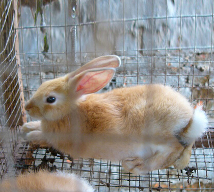 怎么给兔子注射 注射部位要正确