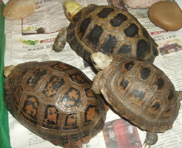 缅甸陆龟怎么分公母 公龟尾部较粗且长