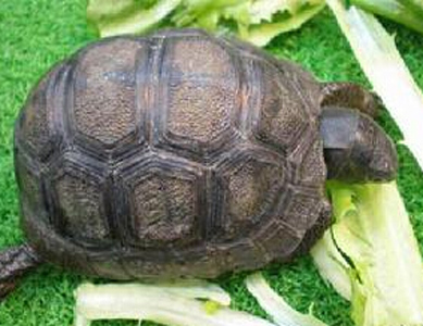  亚达伯拉象龟寿命 亚达伯拉象龟生长得慢