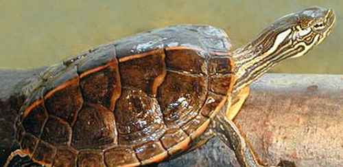 红纹锦龟